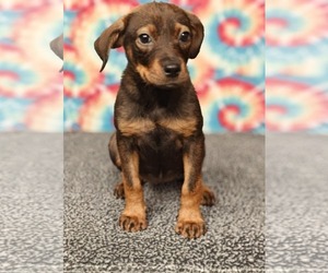 Mutt Dogs for adoption in Royal Palm Beach, FL, USA