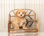 Small #1 Maltipoo