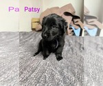 Small #1 German Shepherd Dog Mix