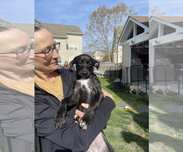 Medium Photo #8 Mutt Puppy For Sale in Virginia Beach, VA, USA