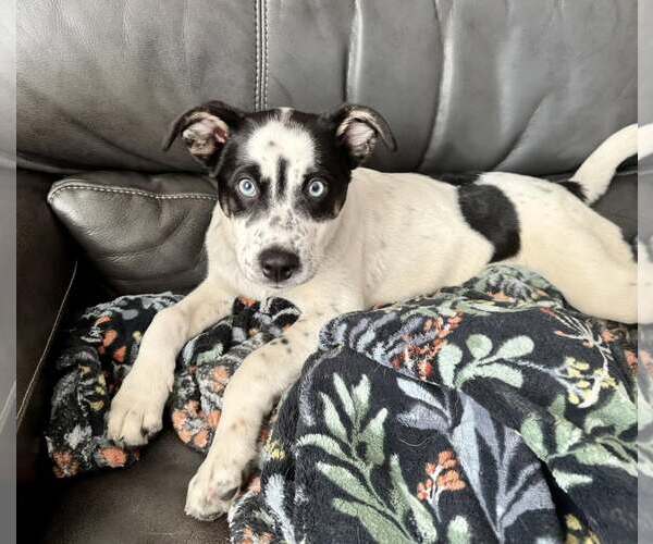 Medium Photo #4 Aussiedor Puppy For Sale in Anchorage, AK, USA