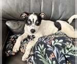 Small #3 Aussiedor
