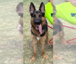 Small German Shepherd Dog