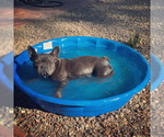 Small Photo #1 French Bulldog Puppy For Sale in PRESCOTT, AZ, USA
