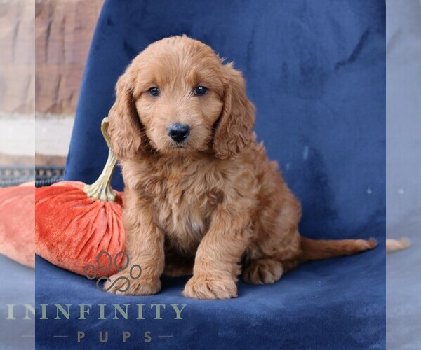 Medium Photo #3 Goldendoodle (Miniature) Puppy For Sale in NARVON, PA, USA