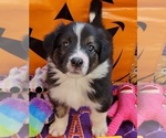 Puppy 6 English Shepherd
