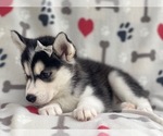 Small Photo #12 Siberian Husky Puppy For Sale in LAKELAND, FL, USA