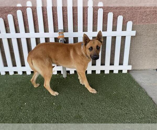 Medium Photo #1 German Shepherd Dog Puppy For Sale in Modesto, CA, USA