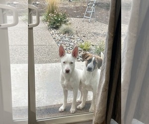 Nova - Female Mutt Dog for Adoption - Photo #3