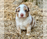 Small Photo #43 Australian Shepherd Puppy For Sale in SMITHS GROVE, KY, USA