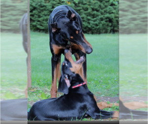 Doberman Pinscher Puppy for Sale in CANDLER, North Carolina USA