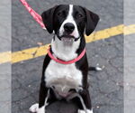 Small #6 Labrador Retriever Mix