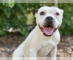 American Bulldog-Unknown Mix Dogs for adoption in Tavares, FL, USA