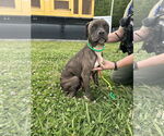 Small #6 American Pit Bull Terrier Mix
