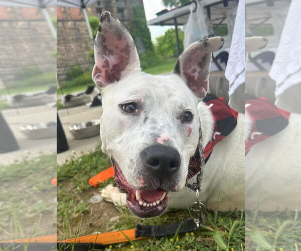 Medium Photo #19 American Pit Bull Terrier-Unknown Mix Puppy For Sale in Germantown, OH, USA