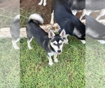 Small #6 Alaskan Klee Kai