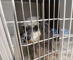 Small #3 Mutt