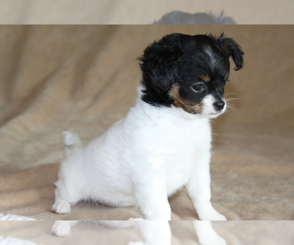 Medium Photo #5 Chihuahua Puppy For Sale in HUDSONVILLE, MI, USA