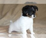 Small #4 Chihuahua