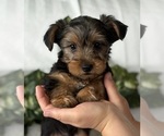 Small #4 Yorkshire Terrier