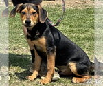 Small #1 Retriever  Mix