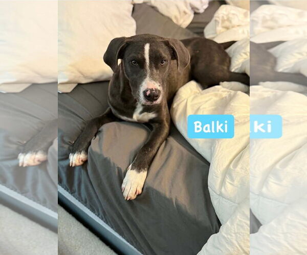 Medium Photo #3 Labrador Retriever-Unknown Mix Puppy For Sale in Alexander, AR, USA