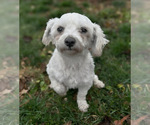 Small Photo #1 Zuchon Puppy For Sale in FAIRBANK, IA, USA