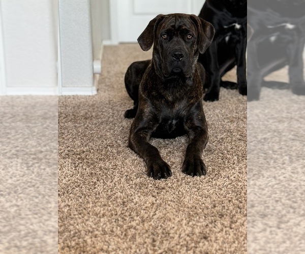 Medium Photo #1 Cane Corso Puppy For Sale in COLORADO SPRINGS, CO, USA