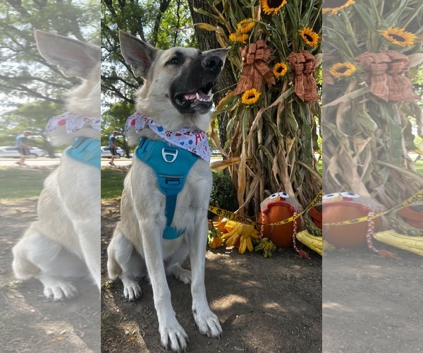Medium Photo #6 Mutt Puppy For Sale in Germantown, OH, USA