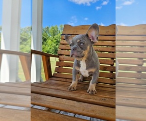 French Bulldog Puppy for sale in INDIANAPOLIS, IN, USA