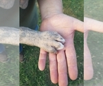 Small Photo #2 American Bulldog Puppy For Sale in NEVADA, TX, USA