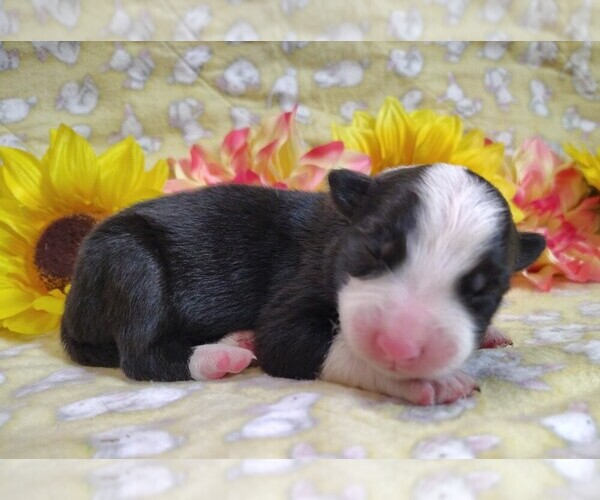 Medium Photo #1 Border Collie Puppy For Sale in NORBORNE, MO, USA