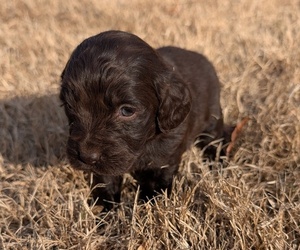 Medium Boykin Spaniel-Goldendoodle Mix
