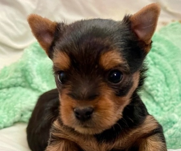 Medium Photo #1 Yorkshire Terrier Puppy For Sale in MADEIRA BEACH, FL, USA