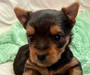 Yorkshire Terrier Puppy for Sale in MADEIRA BEACH, Florida USA