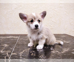 Small Photo #1 Pembroke Welsh Corgi Puppy For Sale in DES PLAINES, IL, USA