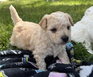 Bichpoo Puppy for Sale in MELROSE, Florida USA