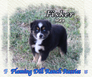 Golden Retriever Puppy for sale in FORESTBURG, TX, USA