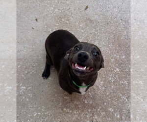 Chiweenie Dogs for adoption in Oak Bluffs, MA, USA