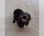 Small Chiweenie