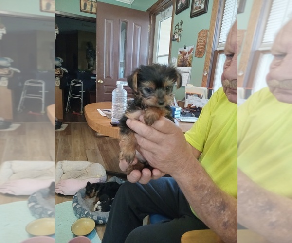Medium Photo #1 Yorkshire Terrier Puppy For Sale in JAMAICA, IA, USA