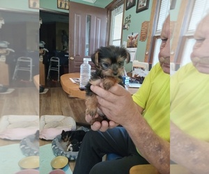 Yorkshire Terrier Puppy for sale in JAMAICA, IA, USA