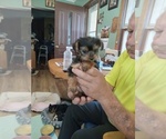 Image preview for Ad Listing. Nickname: teena