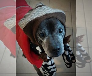 Rocco - loyal companion! - Male Bullboxer Pit Dog for Adoption - Photo #7