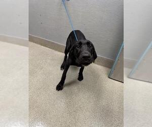 Great Dane-Unknown Mix Dogs for adoption in Las Vegas, NV, USA