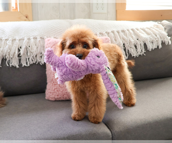 Medium Photo #4 Cavapoo (Miniature) Puppy For Sale in SYRACUSE, IN, USA