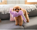 Small #3 Cavapoo (Miniature)