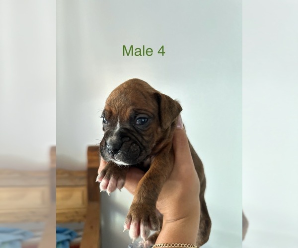 Medium Photo #15 Boxer Puppy For Sale in MORENO VALLEY, CA, USA