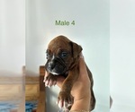 Small #14 Boxer