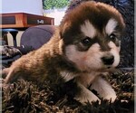 Small Photo #22 Alaskan Malamute Puppy For Sale in MIDWEST CITY, OK, USA